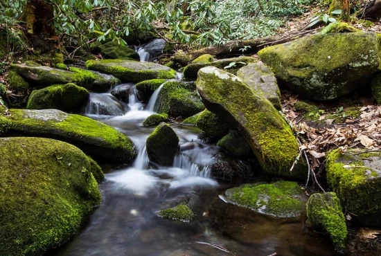 Exploring the Great Smoky Mountains: Gatlinburg's Natural Beauty